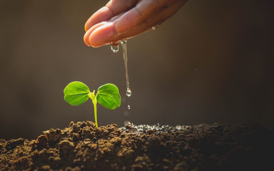 man-watering-small-plant